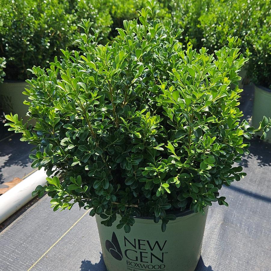 Buxus NewGen Independence®