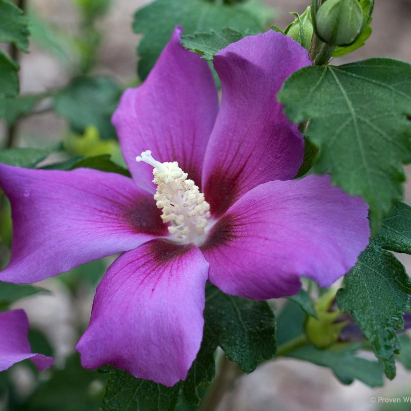 Hibiscus syriacus Purple Satin®