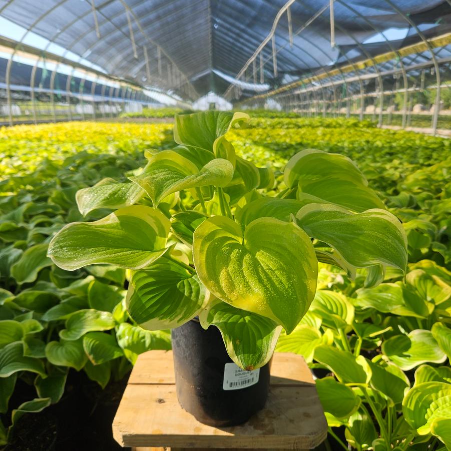 Hosta Fragrant Bouquet