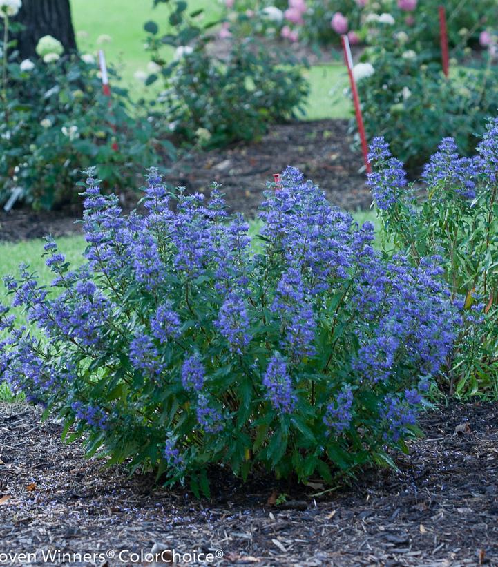 Caryopteris x clandonensis Beyond Midnight®