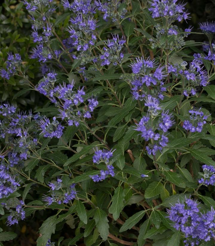 Caryopteris x clandonensis Beyond Midnight®