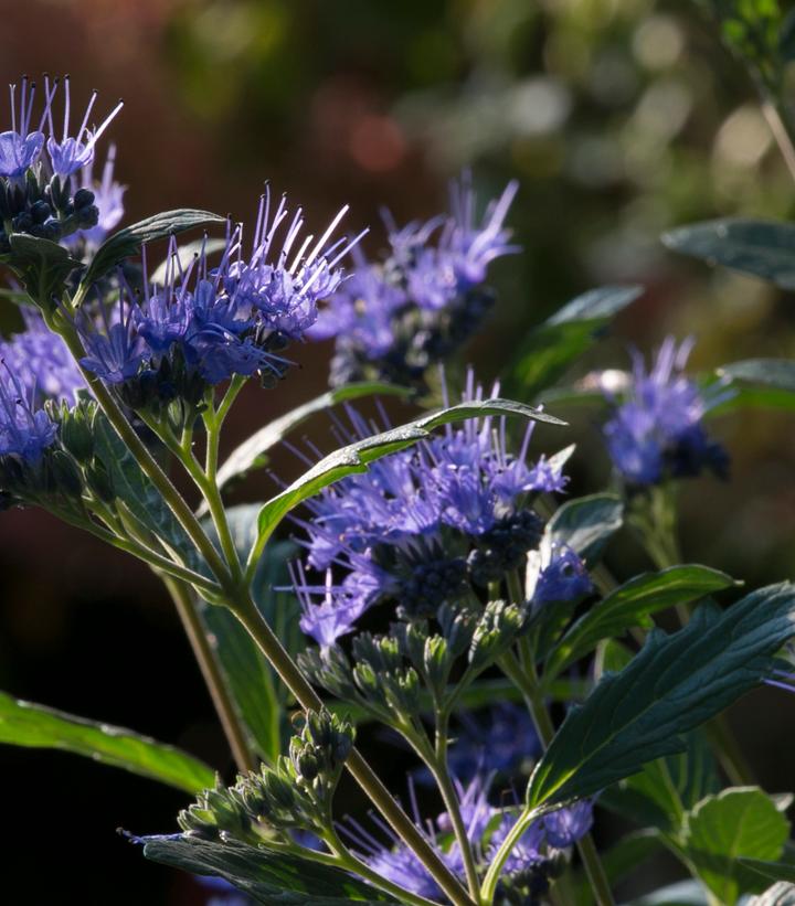 Caryopteris x clandonensis Beyond Midnight®