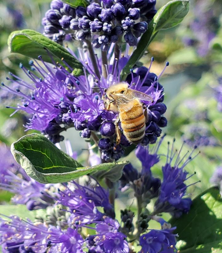 Caryopteris x clandonensis Beyond Midnight®