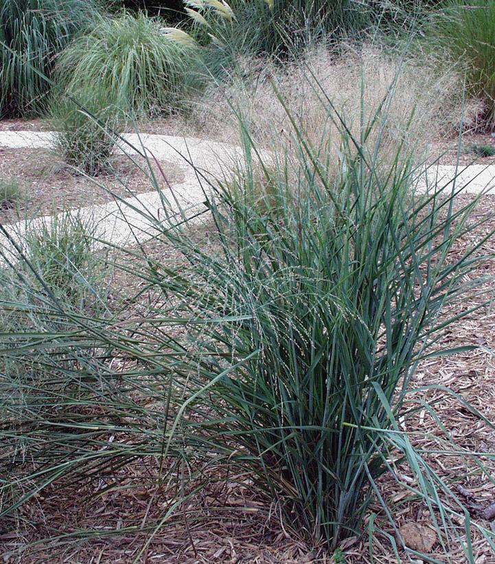 Panicum virgatum Prairie Sky