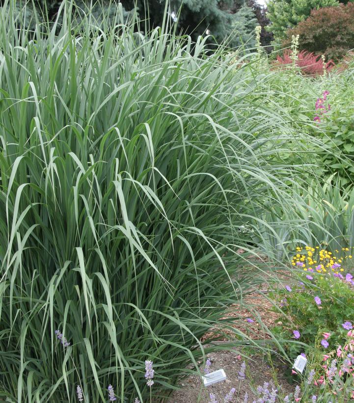 Panicum virgatum Thundercloud