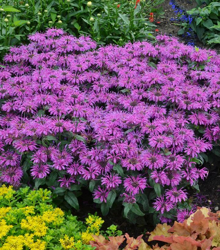 Monarda hybrid Leading Lady Plum