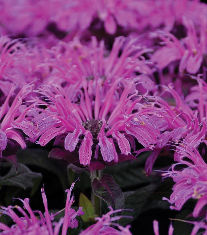 Monarda hybrid Leading Lady Plum