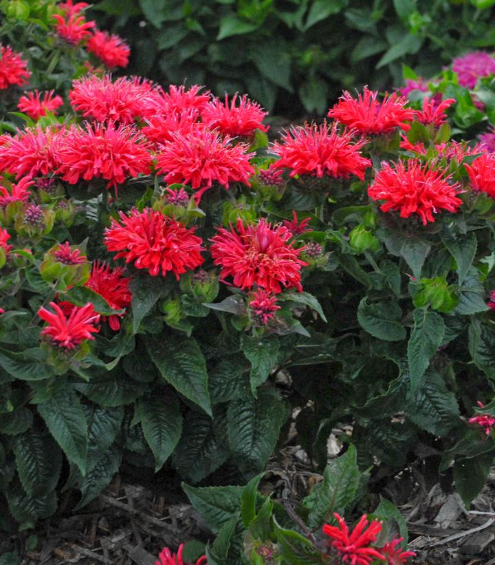 Monarda didyma Pardon My Cerise