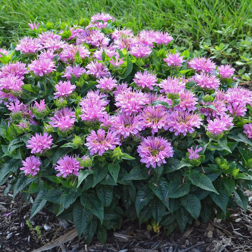 Monarda didyma Pardon My Lavender