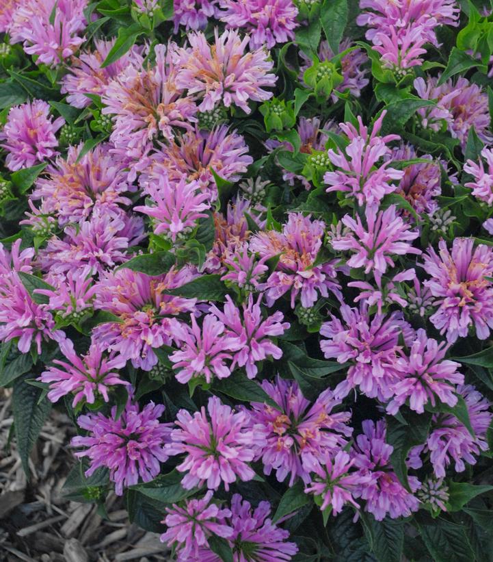 Monarda didyma Pardon My Lavender