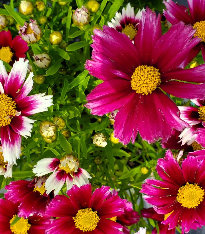 Coreopsis Li'l Bang™ Starstruck