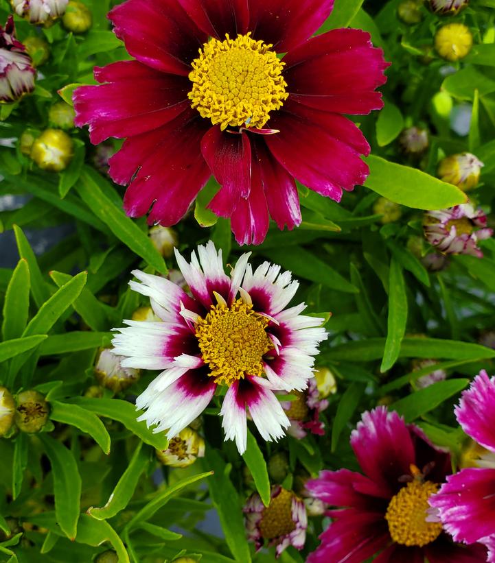 Coreopsis Li'l Bang™ Starstruck