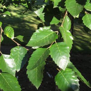 Betula nigra City Slicker®