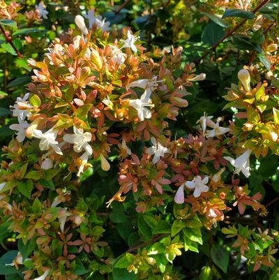 Abelia x grandiflora 'Rose Creek'