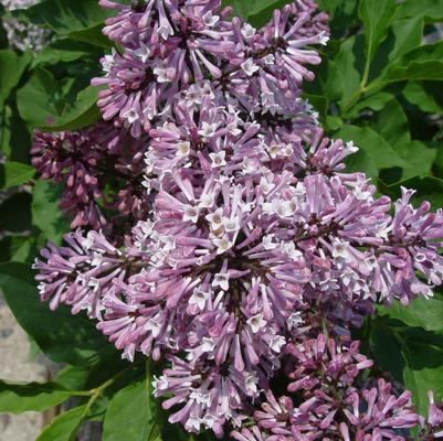 Syringa patula 'Miss Kim'