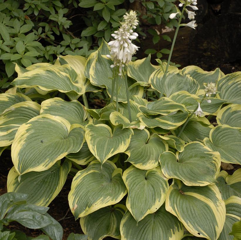 Hosta Earth Angel