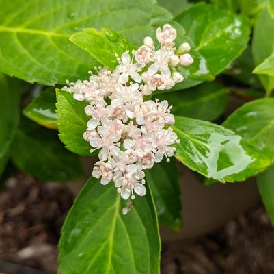 Hydrangea x Fairytrail Bride® Cascade Hydrangea®