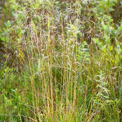 Deschampsia caespitosa 