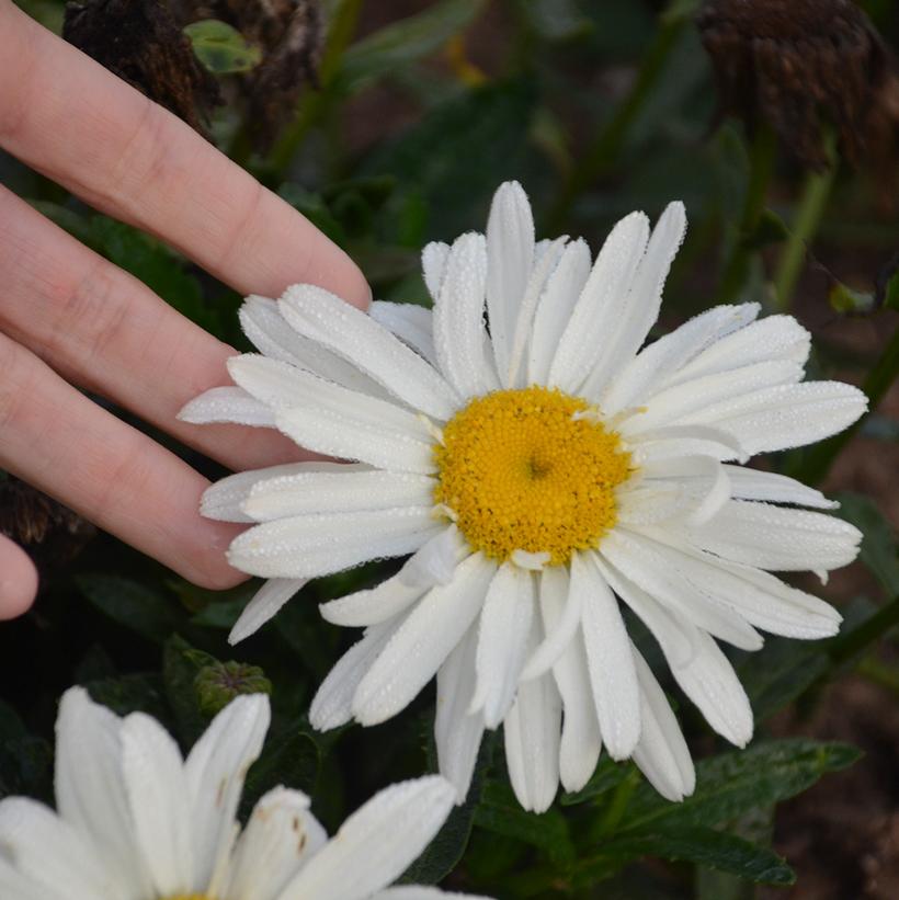 Leucanthemum superbum Spoonful Of Sugar