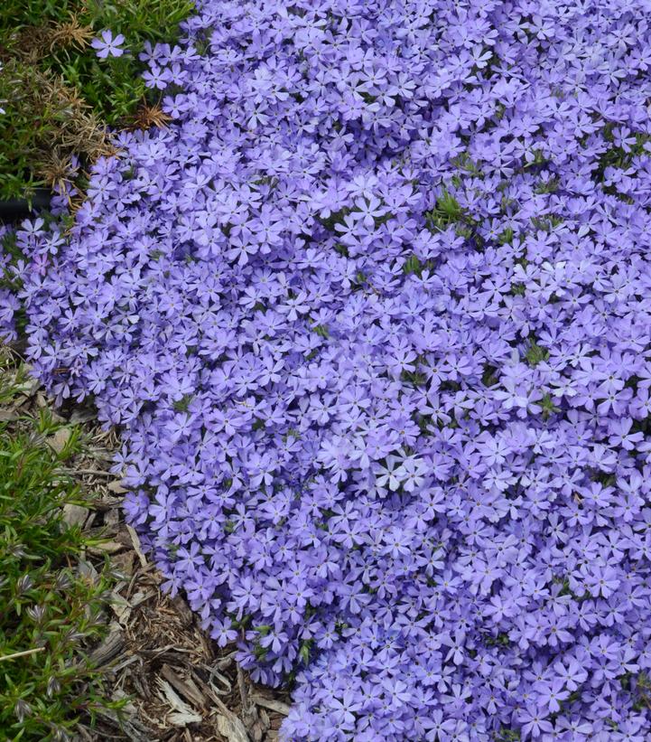 Phlox x 'Violet Pinwheels'