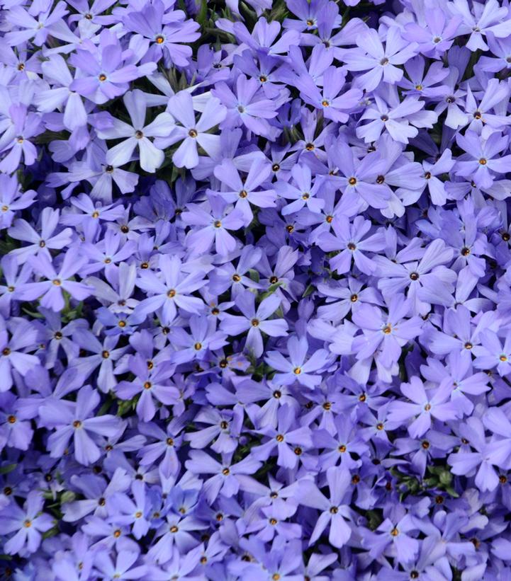 Phlox x 'Violet Pinwheels'