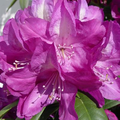 Rhododendron Minnetonka