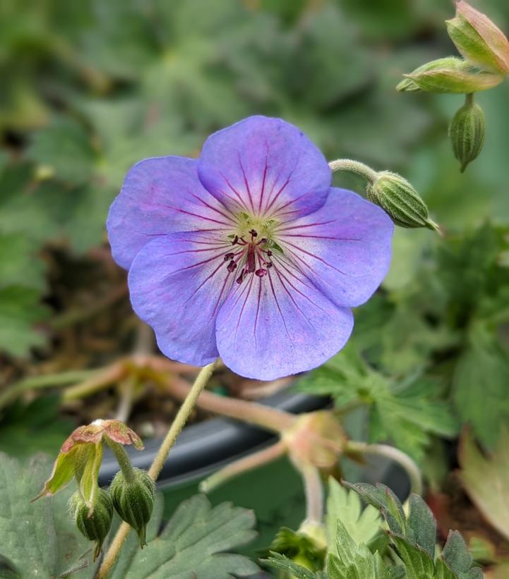 Geranium Azure Rush®