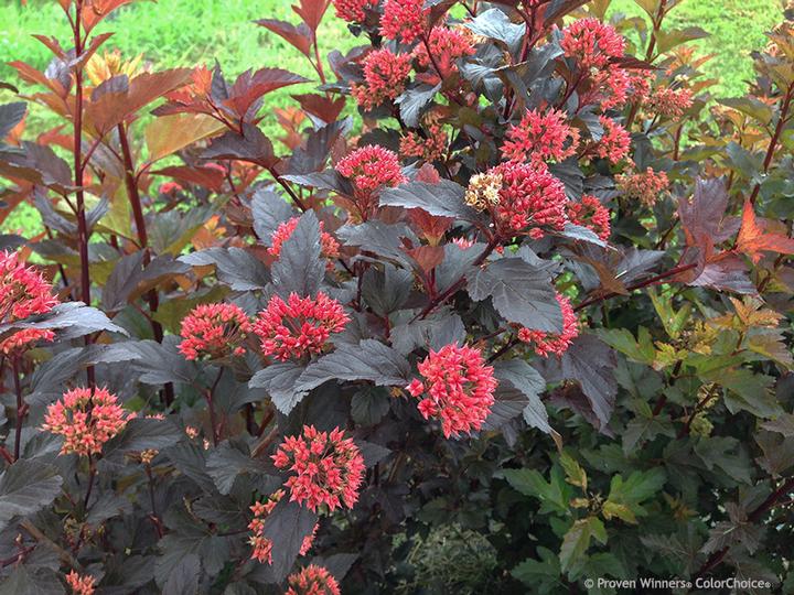 Physocarpus opulifolius Ginger Wine®