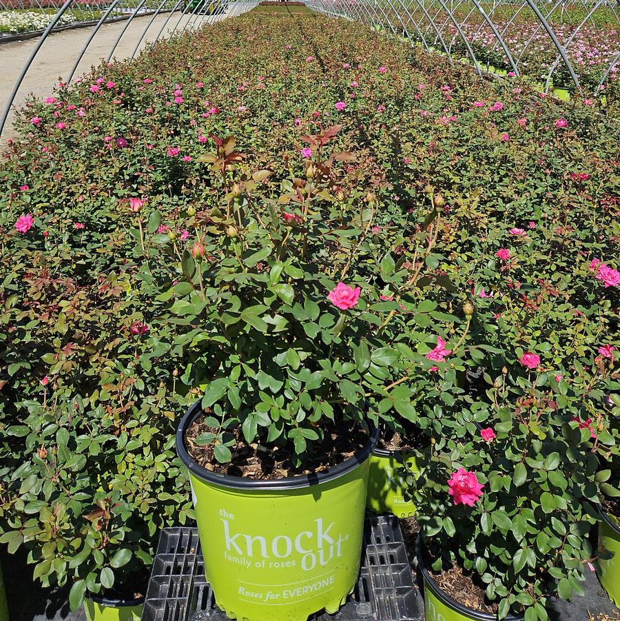 Rosa Double Pink Knock Out®