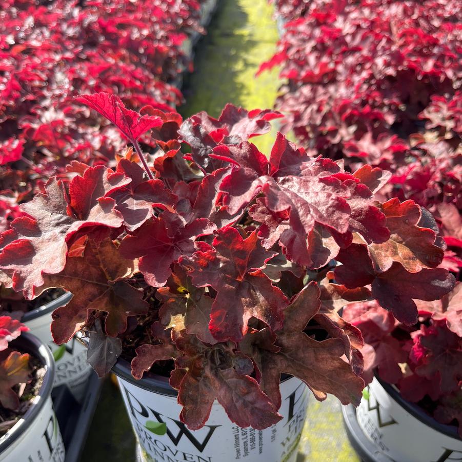 Heucherella hybrid Fun and Games® Red Rover