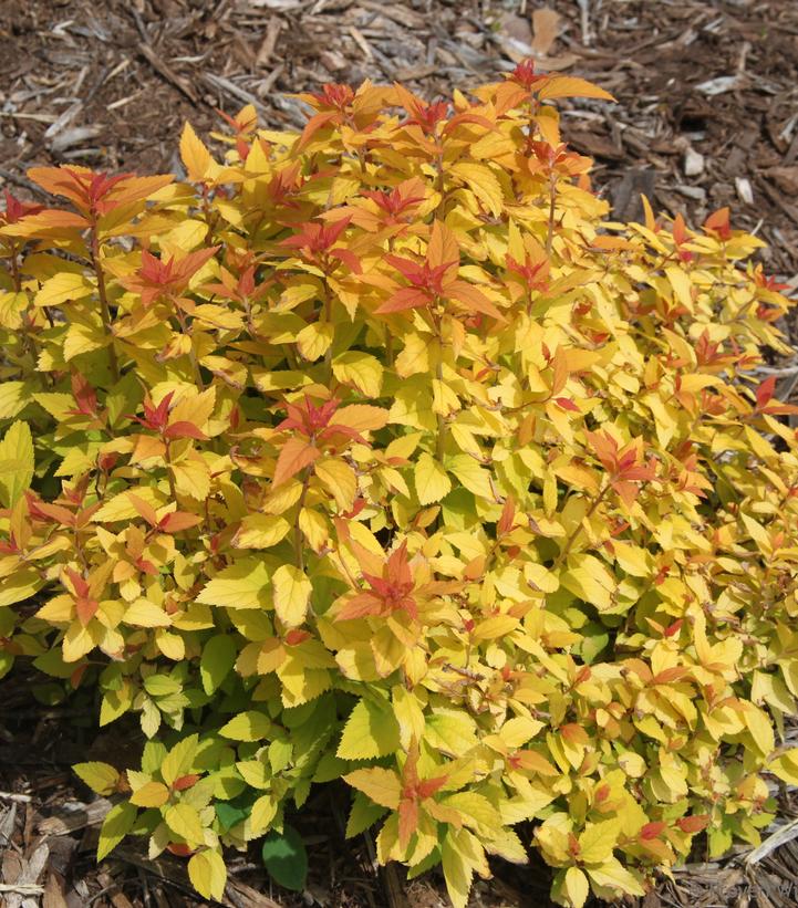 Spiraea jap. Double Play® Candy Corn®