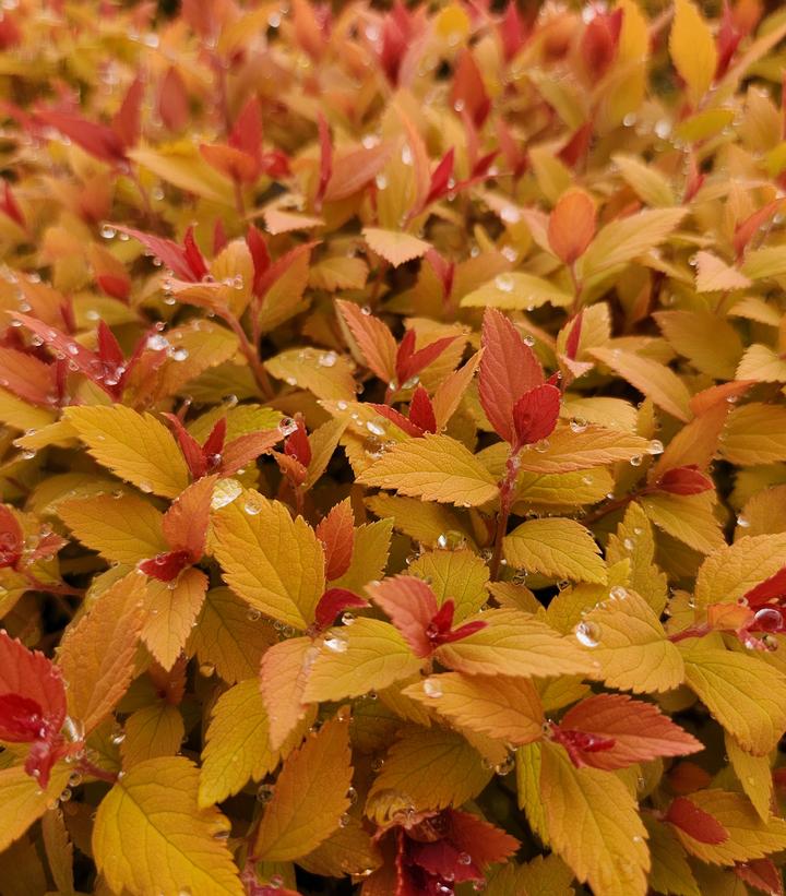 Spiraea jap. Double Play® Candy Corn®