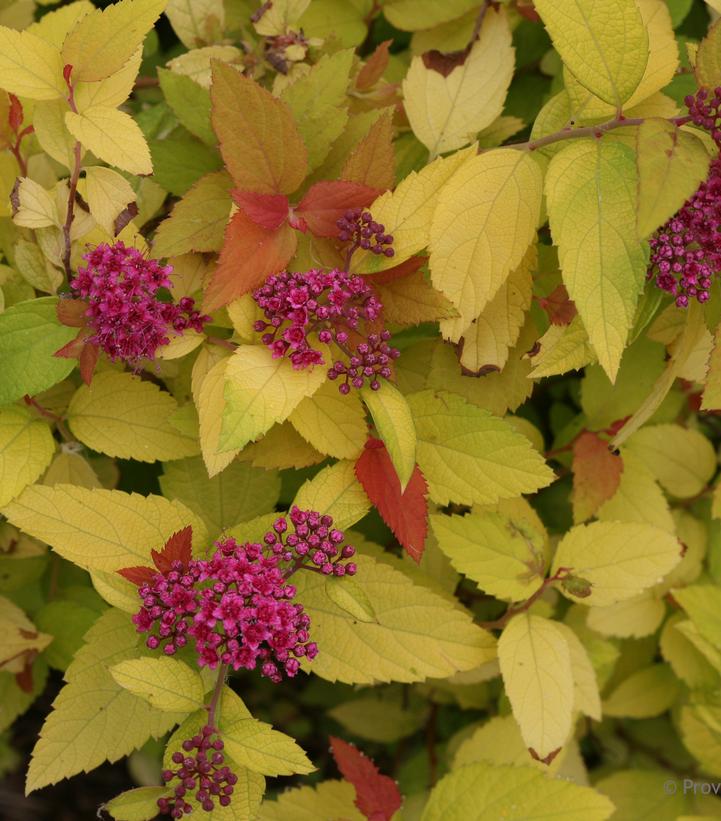 Spiraea jap. Double Play® Candy Corn®