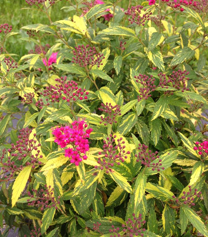 Spiraea jap. Double Play® Double Play® Painted Lady™