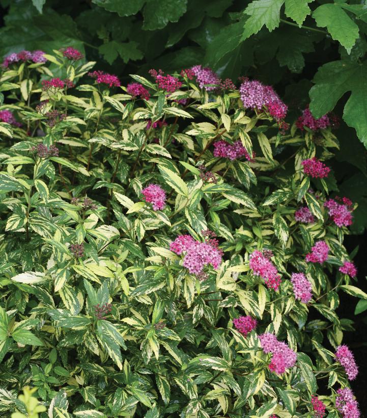 Spiraea jap. Double Play® Double Play® Painted Lady™