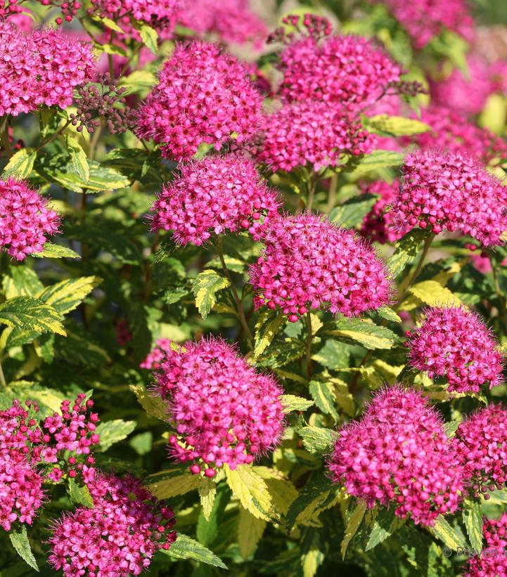 Spiraea jap. Double Play® Double Play® Painted Lady™