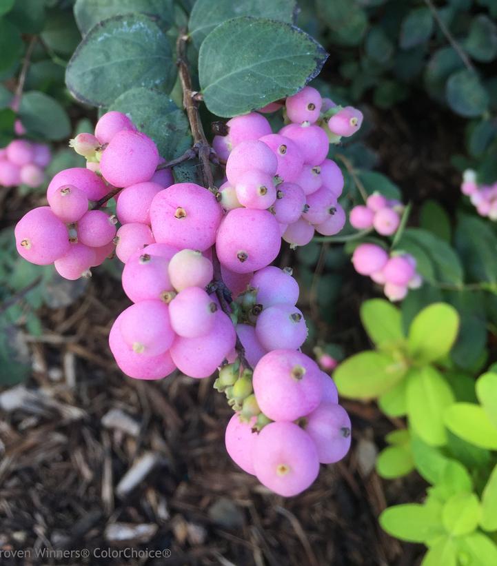 Symphoricarpos Proud Berry®