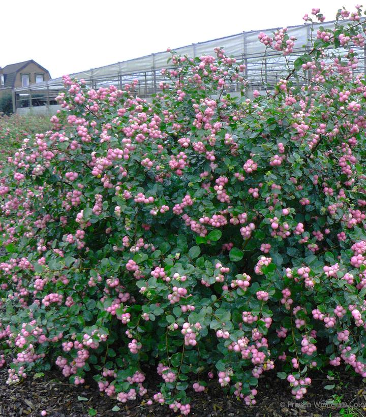 Symphoricarpos Proud Berry®