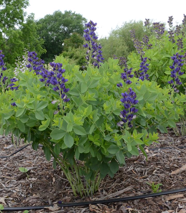 Baptisia hybrid Decadence® 'Sparkling Sapphires'