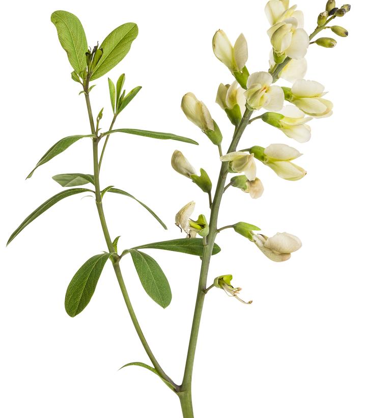 Baptisia hybrid Decadence® Decadence® Vanilla Cream