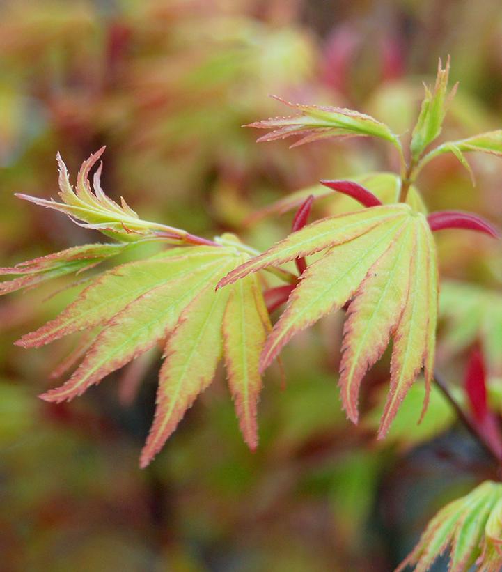 Acer palmatum Orange Dream