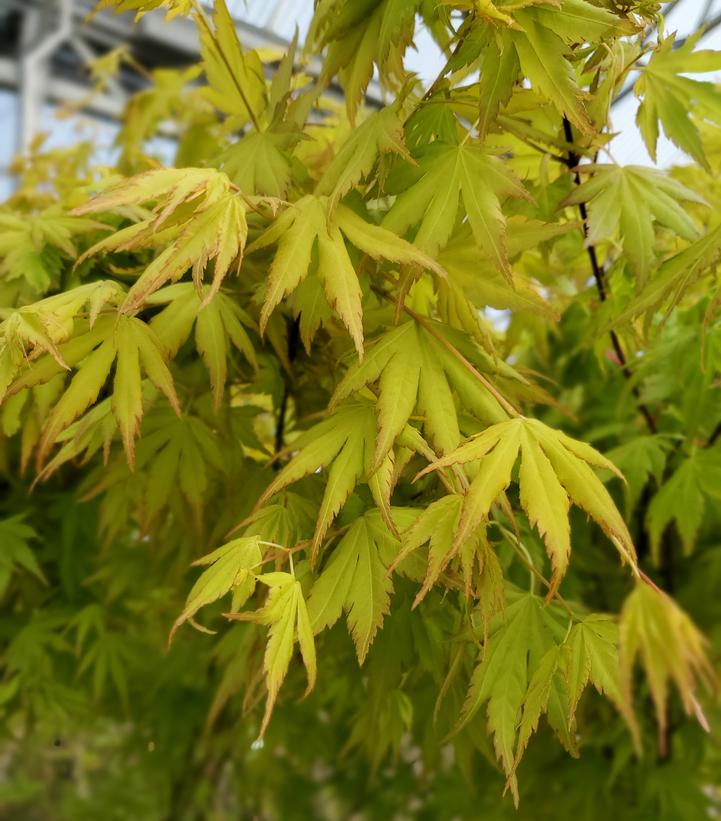 Acer palmatum Orange Dream