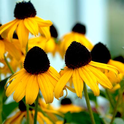 Rudbeckia fulgida var. sullivantii 'Goldsturm'