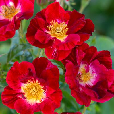 Rosa 'Red Streamer'