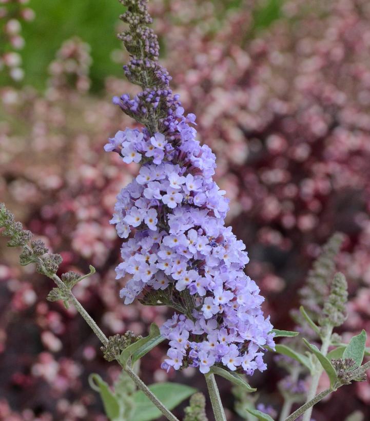 Buddleia Monarch® 'Glass Slippers'