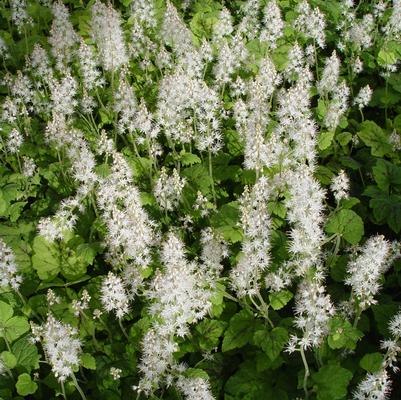 Tiarella cord. Running Tapestry