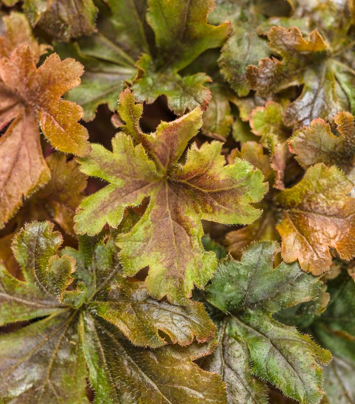 Heucherella hybrid Fun and Games® Fun and Games® Hopscotch