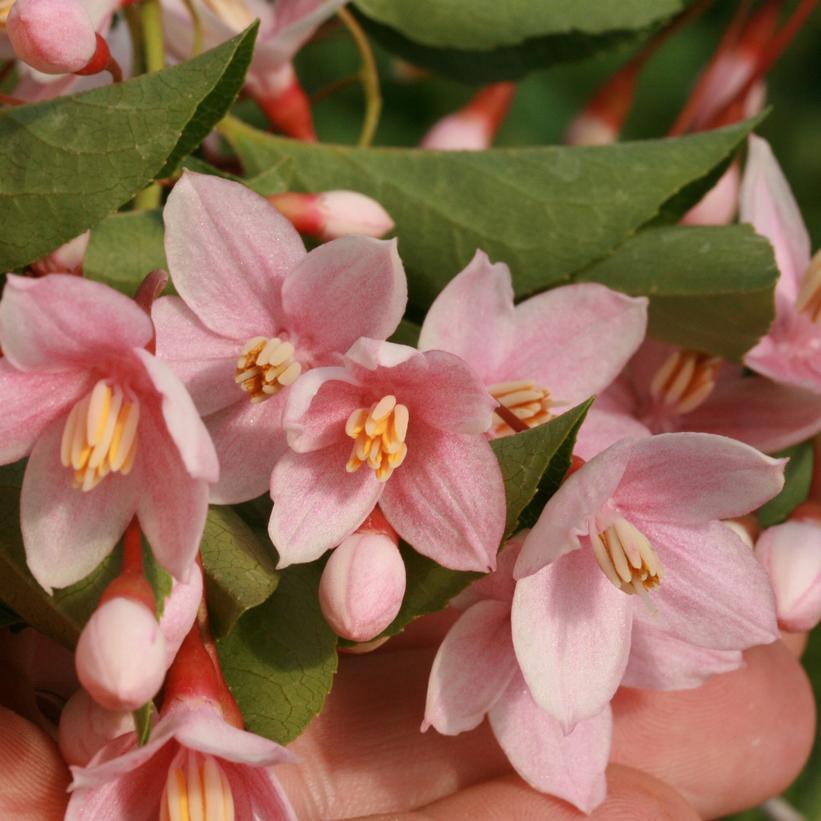 Styrax jap. Marley's Pink Parasol®