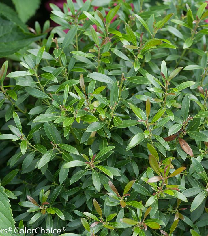 Ilex glabra Gem Box®