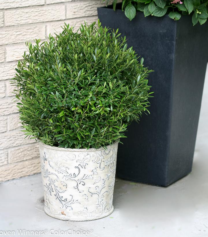 Ilex glabra Gem Box®